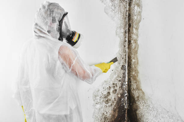 Crawl Space Mold Removal in Roberta, GA