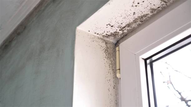 Best Fast Mold Removal  in Roberta, GA