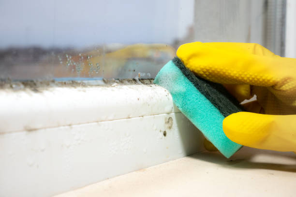Best Toxic Mold Removal  in Roberta, GA