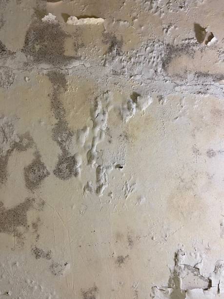 Best Professional Mold Removal  in Roberta, GA