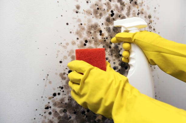 Best Professional Mold Removal  in Roberta, GA