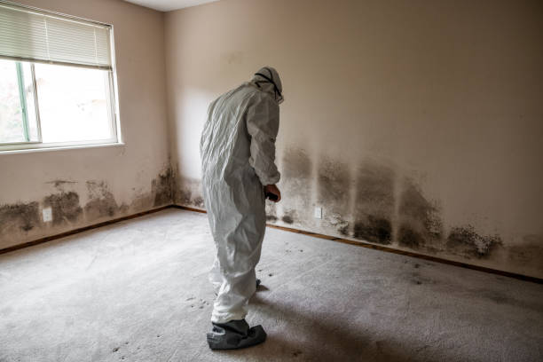 Best Black Mold Removal  in Roberta, GA