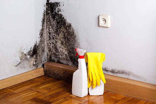 Best Mold Removal Company Near Me  in Roberta, GA