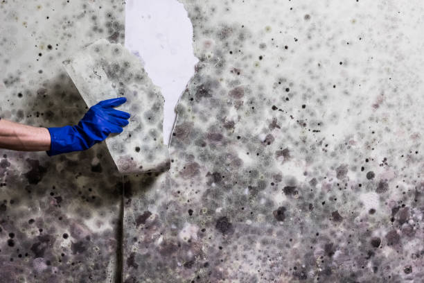 Best Toxic Mold Removal  in Roberta, GA